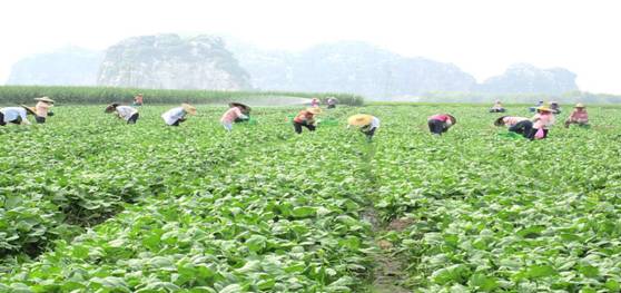 提升贺州供港蔬菜质量 打造绿色国际品牌