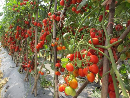 提升贺州供港蔬菜质量 打造绿色国际品牌