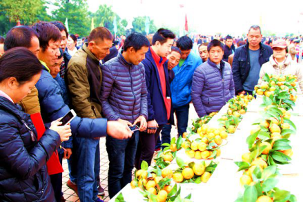 广西永福第二届沙糖桔交易会在永福县开幕