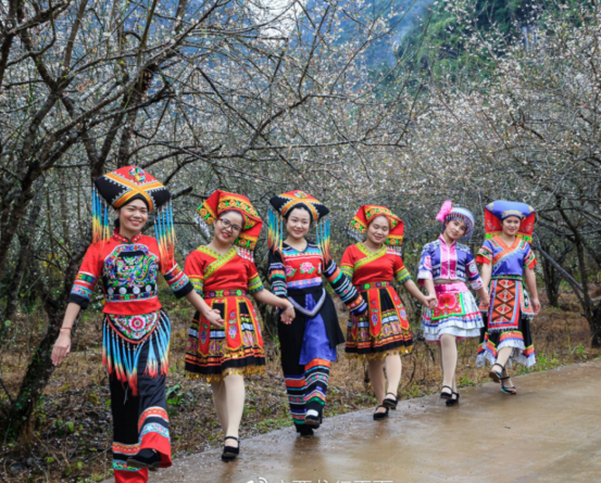 广西河池环江县长美乡举行第二届青梅节